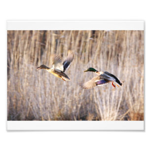 Impression Photo Mallard Drake et copie de poule