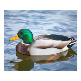 Impression Photo Mallard Duck