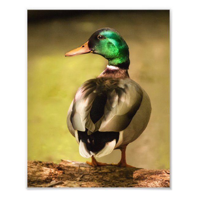Impression Photo Mallard Duck (Devant)