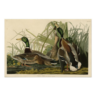 Impression Photo Mallard Duck from Audubon's Birds of America