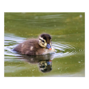 Impression Photo Mallard Duckling