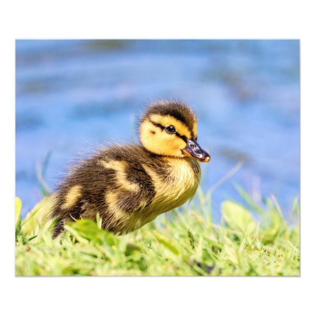 Impression Photo Mallard Duckling (Devant)