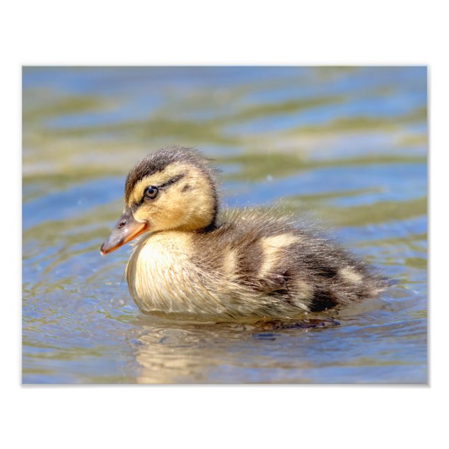Impression Photo Mallard Duckling (Devant)
