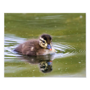 Impression Photo Mallard Duckling