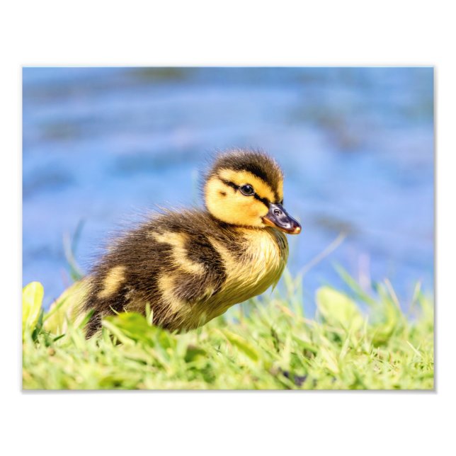 Impression Photo Mallard Duckling (Devant)