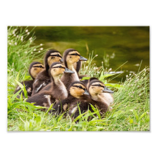 Impression Photo Mallard Ducklings