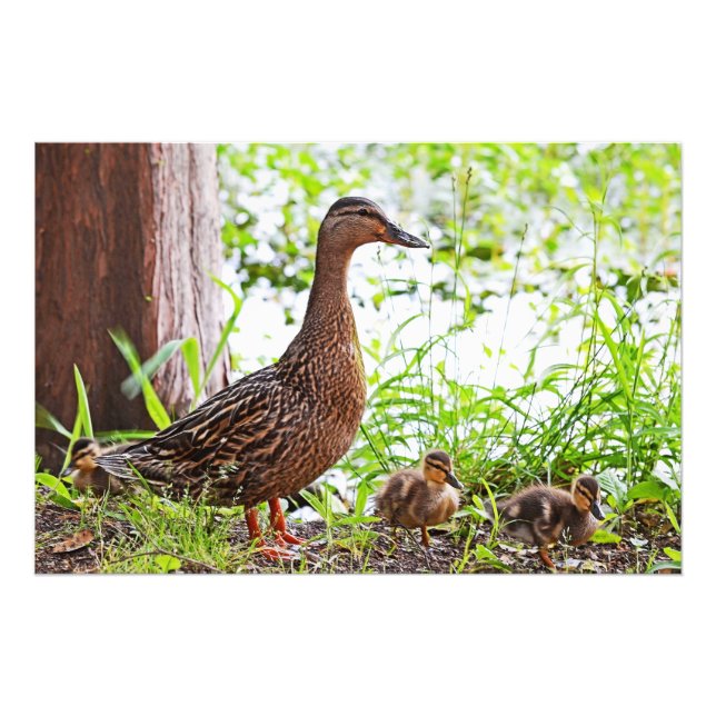Impression Photo Mallard et Ducklings par Shirley Taylor (Devant)