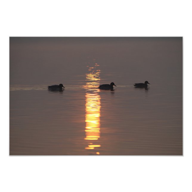 Impression Photo Mallards (Devant)