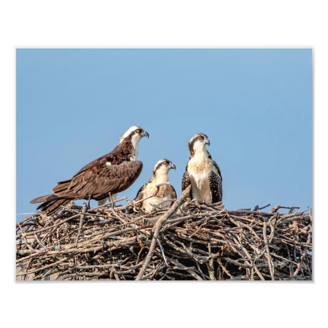 Impression Photo Maman balbuzard avec ses enfants (Devant)