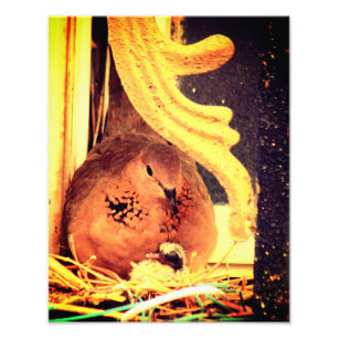 Impression Photo Maman Colombe Gâtée