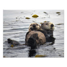 Maman et bébé loutre de mer