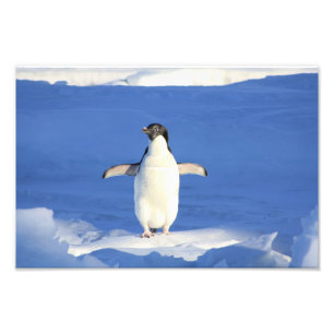 Impression Photo Manchot mignon