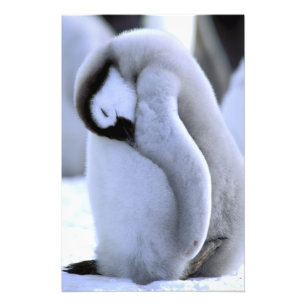 Impression Photo Manchot   Péninsule Antarctique, Mer de Weddell