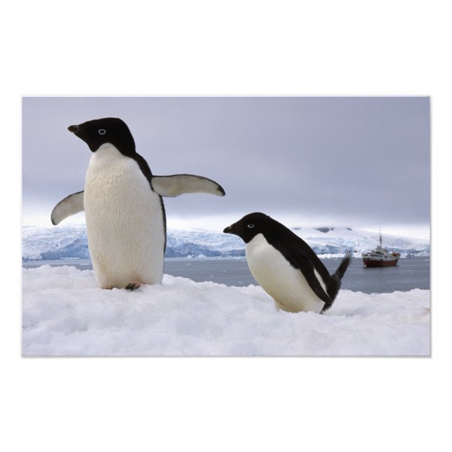 Impression Photo Manchots Adélie Antarctique (Devant)