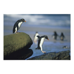 Impression Photo Manchots de Hopfner, Eudyptes chrysocome),