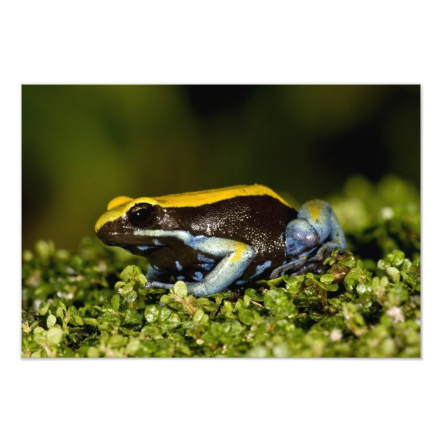 Impression Photo Mantelle à oreilles noires, Mantella expectata, (Devant)