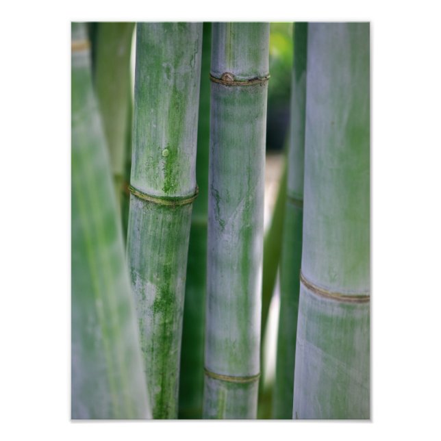 Impression Photo Maquette de Bamboo Zen (Devant)