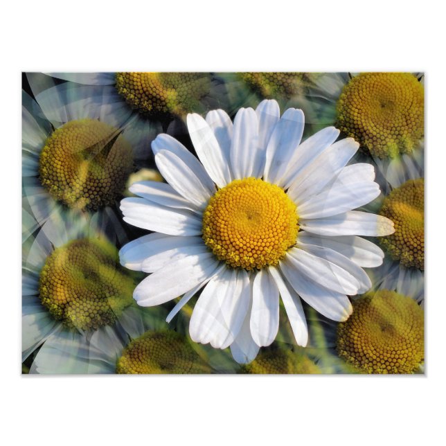 IMPRESSION PHOTO MARGUERITES (Devant)