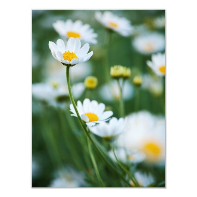 Impression Photo Marguerites blanches dans un champ - Marguerite pe (Devant)