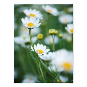 Impression Photo Marguerites blanches dans un domaine - marguerite