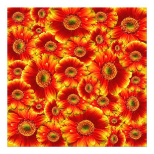 Impression Photo Marguerites de Gerbera jaune et orange