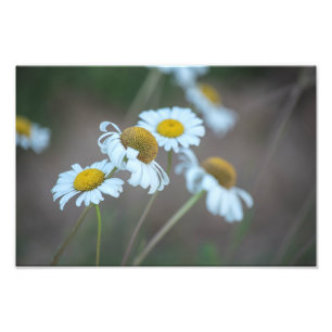 Impression Photo Marguerites de Shasta dans le domaine