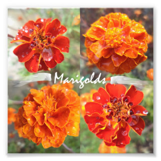 Impression Photo Marigolds