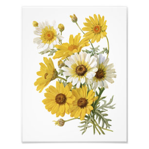 Impression Photo Marigolds blanc et jaune