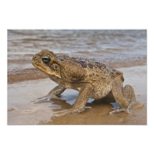 Impression Photo Marina de Cane Toad Rhinella, anciennement Bufo