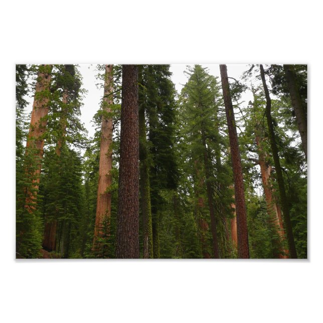 Impression Photo Mariposa Grove dans le parc national de Yosemite (Devant)
