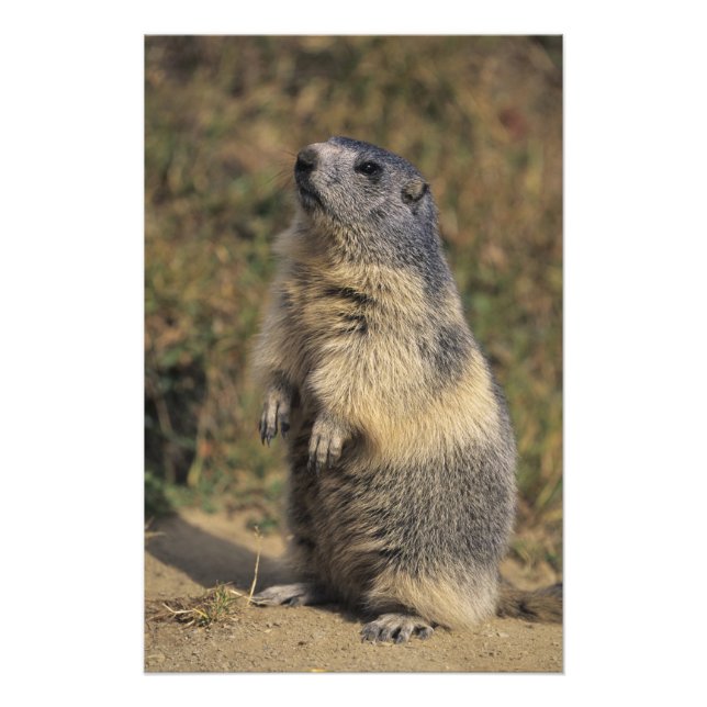Impression Photo Marmotte alpine, Marmota marmota, pied adulte (Devant)