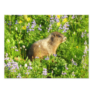 Impression Photo Marmotte dans les fleurs sauvages du mont Rainier