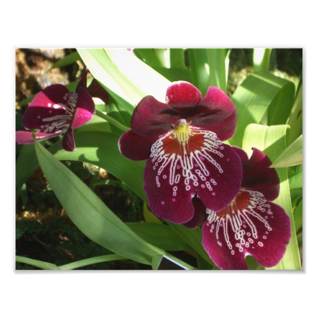 Impression Photo Maroon Orchids II (Devant)
