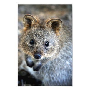 Impression Photo Marsupial australien occidental de Quokka