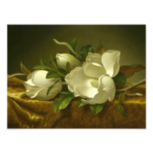 Impression Photo Martin Johnson Heade - Magnolias sur Gold Velvet