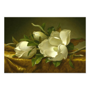 Impression Photo Martin Johnson Heade - Magnolias sur Gold Velvet