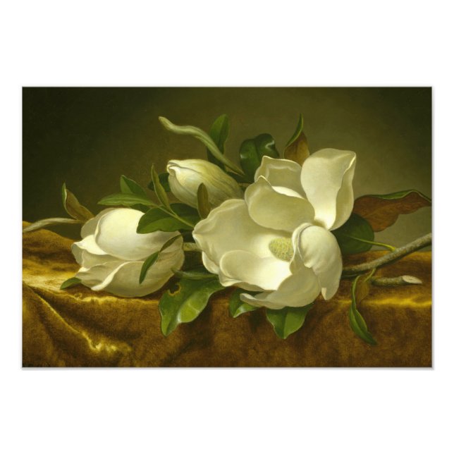 Impression Photo Martin Johnson Heade - Magnolias sur Gold Velvet (Devant)
