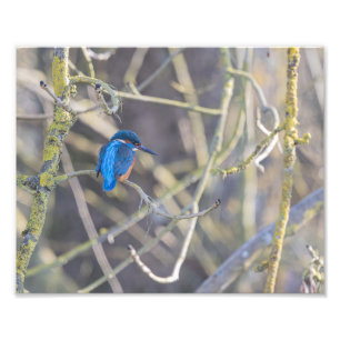 Impression Photo Martin-pêcheur
