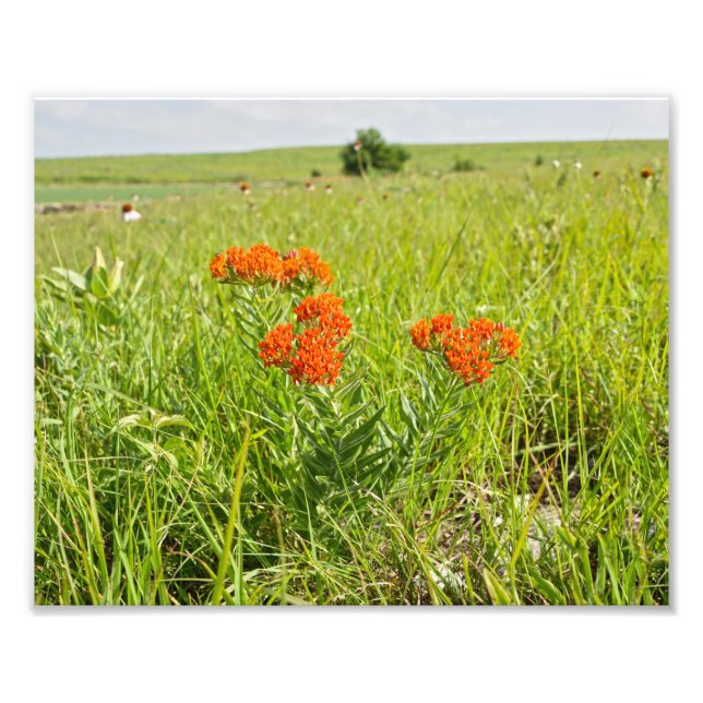 Impression Photo Mauvaise herbe à papillon orange, Kansas (Devant)
