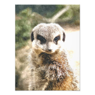 IMPRESSION PHOTO MEERKAT