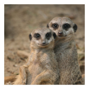 Impression Photo Meerkat_20170901_by_JAMFoto