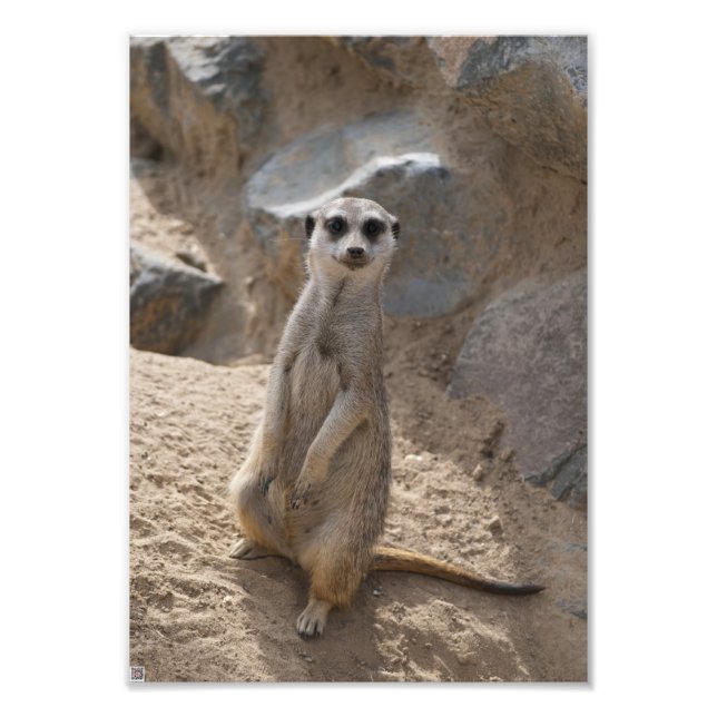 Impression Photo Meerkat Extraordinaire (Devant)