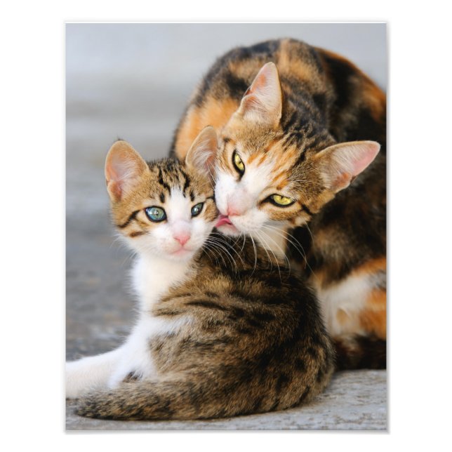 Impression Photo Mère Chat aime Cute Kitten - Paperprint (Devant)