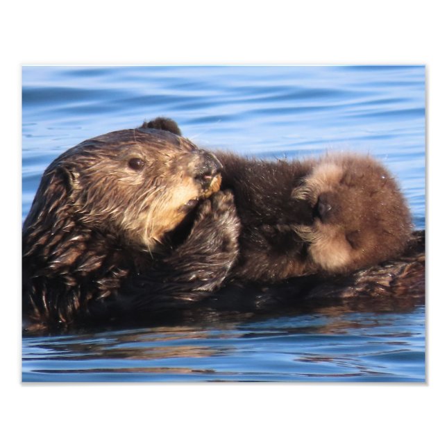Impression Photo Mère loutre de mer et adorable bébé (Devant)