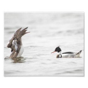 Impression Photo Merganser à la poitrine rouge féminin