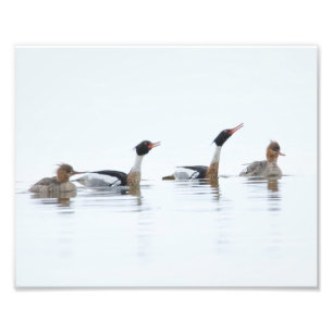 Impression Photo Mergansers à la poitrine rouge à l'eau dans l'impr