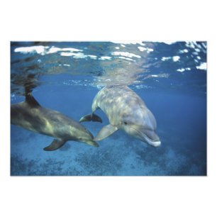 Impression Photo Mexique, Cozumel. Grand dauphin, Tursiops