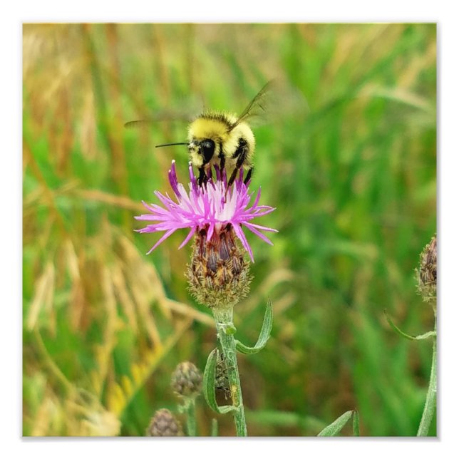 Impression Photo Miel Abeille Tirant Les Mauvaises Herbes ? (Devant)