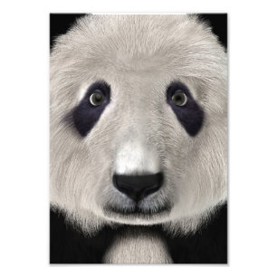 Impression Photo Mignon Ours Panda Kawaii Amoureux des Animaux Cade