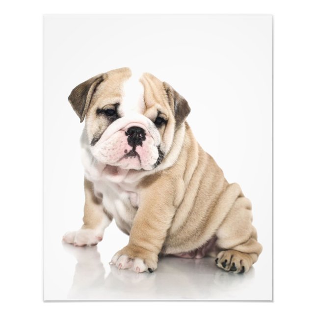 Impression Photo Mignonne Chien-taupe Chien Triste (Devant)